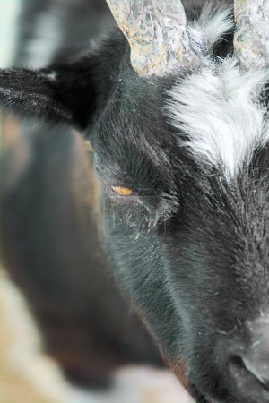 Black and white goat with prominent horns, good-natured and relaxed, looking at the camera.