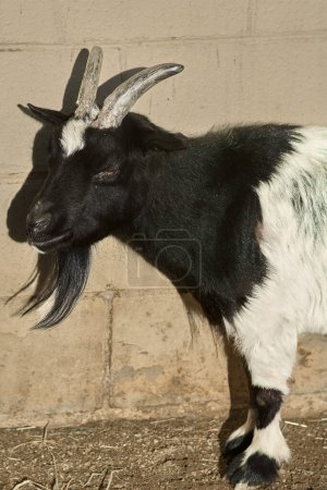 Black and white goat with prominent horns, good-natured and relaxed, looking at the camera.
