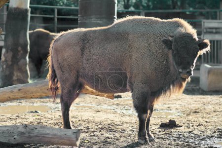 Adult bison with brown fur in a zoo enclosure with a metal structure in the background, illuminated by the sun.