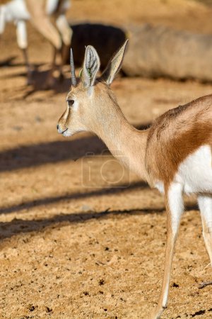 A close-up of a young antelope with small horns and pointed ears. Its fur is light brown and the background is an earthy surface.