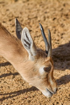 A close-up of a young antelope with small horns and pointed ears. Its fur is light brown and the background is an earthy surface.