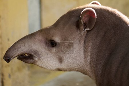 Esta es una imagen de primer plano de un tapir, destacando su piel grisácea y su distintiva nariz alargada. El entorno parece ser un lugar controlado o cautivo.