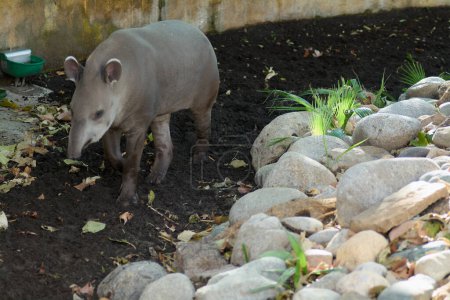 A tapir walks calmly in a garden surrounded by rocks and vegetation, creating a peaceful atmosphere.