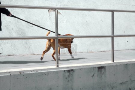Foto de Captura dinámica de un perro de color miel en pleno movimiento, caminado con una correa contra un fondo urbano, ideal para representar la energía y el vínculo entre mascotas y propietarios. - Imagen libre de derechos