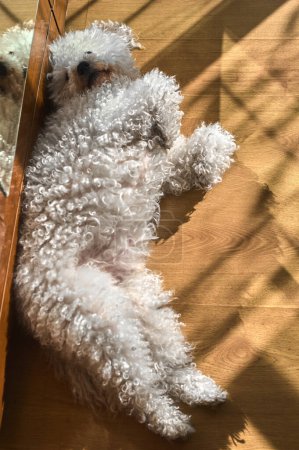 A Maltese bichon rests on the floor, its fluffy white coat stands out in the daylight.