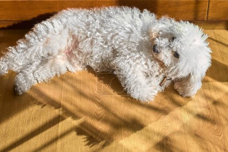 Image of a Maltese bichon dog enjoying a moment of calm in a warm environment.