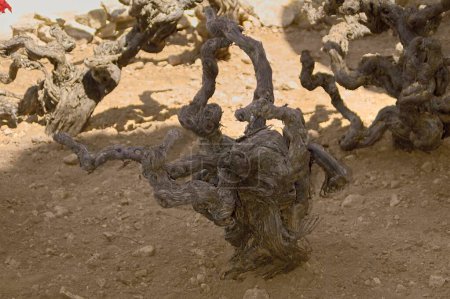 Imagen artística de vides entrelazadas en un viñedo seco que destaca texturas y formas únicas para uso comercial o educativo en la industria vitivinícola.