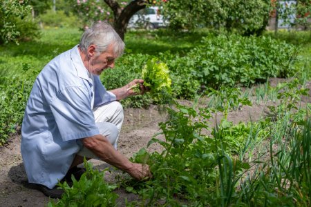 Photo for An elderly man picks green lettuce in a lush garden, wearing a light blue shirt and light gray pants. Eco farming and gardening content, senior in retirement, sunny spring day. Copy space. - Royalty Free Image