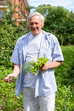 An old man in light clothes stands in the garden and holds freshly picked fresh greens grown by himself on a sunny summer or spring day. High quality photo