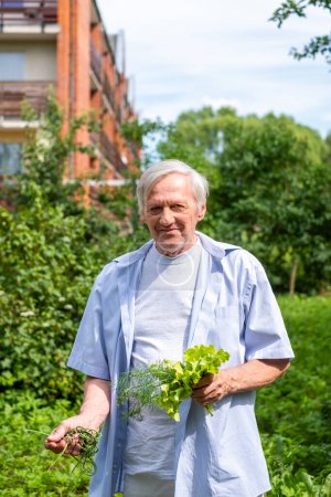 Photo for An elderly man smiling and stands in a garden holding fresh dill and lettuce, with a residential building in the background. Idea of healthy living, gardening and senior well-being. High quality photo - Royalty Free Image