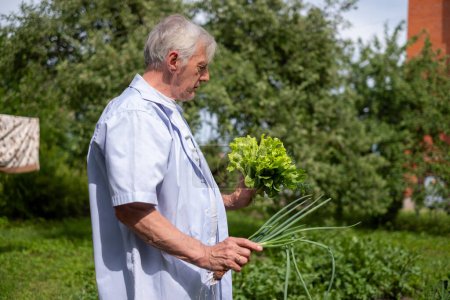 An old man looks at freshly picked fresh lettuce, dill and onions in his hands in a garden. Laundry is drying in the yard in background. Eco lifestyle in countryside for seniors. High quality photo