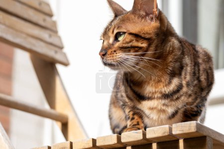 Eine elegante bengalische Katze hockt anmutig auf einem hölzernen Geländer, ein schönes Haustier, das luxuriöse Tierprodukte und Versicherungen für ihr Wohlergehen und ihre Gesundheit symbolisiert. Hochwertiges Foto