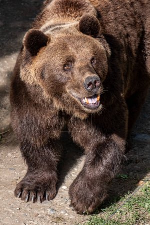 Un ours brun, à mi-chemin et grognant, met en valeur sa puissante construction dans un enclos ensoleillé, évoquant un esprit sauvage et sauvage, les efforts de sensibilisation à la conservation. Photo de haute qualité