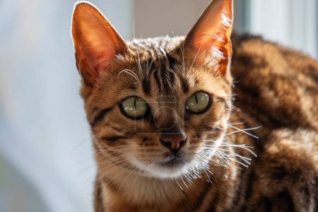 Die Großaufnahme einer Bengalkatze mit ihren markanten großen Ohren und hypnotisierend grünen Augen lenkte die Aufmerksamkeit, die für hochwertige Tierschutzprodukte und Versicherungen verwendet wurde. Hochwertiges Foto
