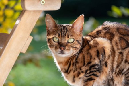 A striking Bengal cat with piercing green eyes and vibrant, rosetted fur gazes intently, suggesting sophistication for premium cat products that support feline welfare. High quality photo