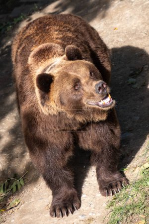 A formidable brown bear with a keen gaze and a happy smile, open mouth presents a captivating display of wildlife vigor, hinting at a narrative of survival, animal welfare. High quality photo