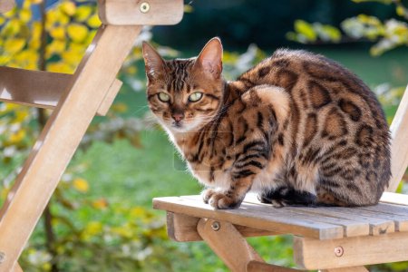 Eine aufmerksame Bengalkatze sitzt auf einer Holzbank, schönes Fell und wache bernsteinfarbene Augen, natürliches Licht und verkörpert die neugierige Natur eines gut gepflegten Haustieres in einem ruhigen Garten. Hochwertiges Foto