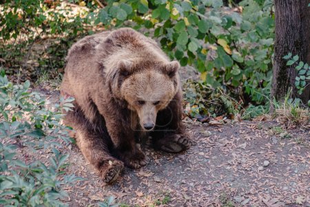 In a serene forest clearing, a large brown bear ambles across a bed of fallen leaves, its focus intent and posture suggesting a quiet moment of exploration. High quality photo