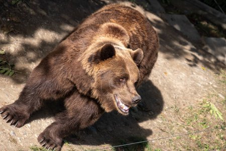 Un ours brun à la bouche ouverte ressemble à son sourire, un bon soin dans un environnement humain, sensibilisant à la conservation de la faune. . Photo de haute qualité
