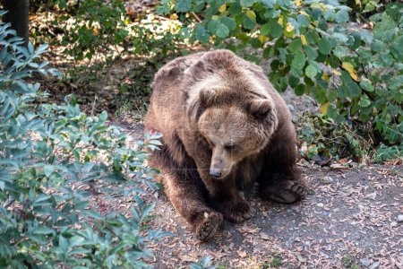 brown bear ambles along the forest floor, thick fur. Surrounding serene backdrop, highlighting the importance of preserving such natural habitats for wildlife conservation. High quality photo