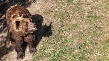 An imposing brown bear, baring its teeth in a naturalistic setting, or smiling in happiness, provides an intimate look at apex predators, stirring a mix of awe and caution. High quality photo