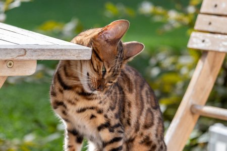 El gato de Bengala, con su lujoso abrigo moteado, captura un momento de serena y aristocrática elegancia en un exuberante entorno de jardín, reflejo del estilo de vida mimado que se le ofrece. Foto de alta calidad
