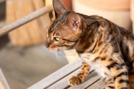 Bengal cat, with its striking coat and attentive gaze, natural elegance as it perches on a wooden bench, a portrait of feline grace and the bespoke charm of a luxurious pet. High quality photo