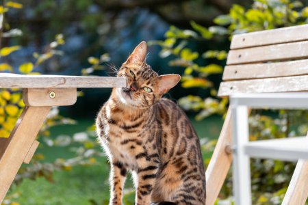 Un gato exótico de Bengala preparado elegantemente al aire libre, que encarna un estilo de vida y exclusividad de mascotas de lujo a menudo asociado con productos para mascotas de alta gama y comida gourmet. Foto de alta calidad