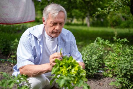 Photo for The senior man tends to plants in a garden, his attention to lettuce suggests a narrative of sustainability and active lifestyle, suitable for environmental or retirement lifestyle discussions - Royalty Free Image