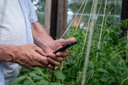 Hombre mayor usando smartphone para monitorear el crecimiento en un exuberante invernadero de tomate, mezclando tradición con tecnología moderna, ideal para artículos sobre agricultura innovadora. 