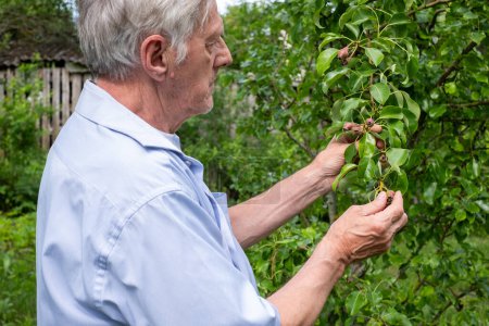 Hombre maduro inspeccionando la salud de los perales en el patio trasero, capturando la esencia de la agricultura personal, ideal para discusiones sobre jardinería orgánica. 