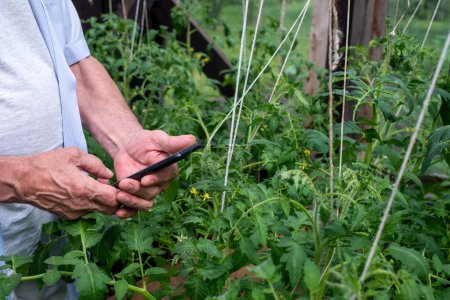 Jardinero concentrado comprobando la salud de las plantas en la aplicación móvil en medio de plantas de tomate prósperas en un invernadero. 