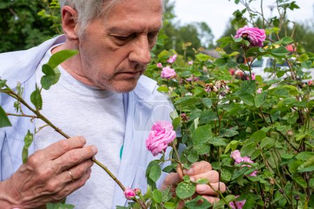 Aged man with grey hair enjoys the scent of blooming pink roses in his garden, a tranquil expression on his face as he inspects each flower for signs of good health. 