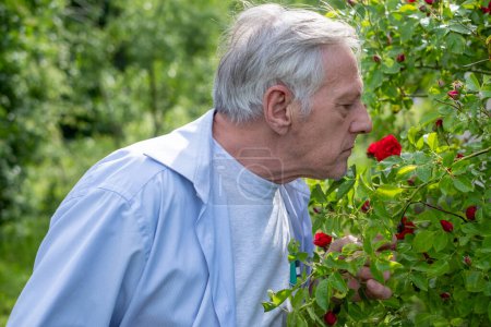 Concentrated elderly man with silver hair smelling and examines budding red roses in a lush garden, looking for any indicators of disease or pests among the petals. 