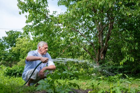 Jardinero mayor centrado intensamente en regar sus plantas verdes, la manguera de jardín en su firme agarre, simbolizando la dedicación a la crianza de su santuario verde, en un día de verano brillante. 