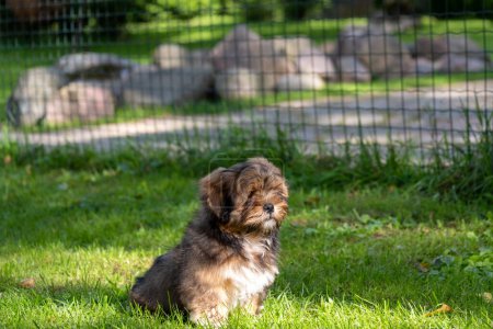 A small dog gazes wistfully through a fence, embodying the longing for a home and companionship, a powerful message for pet adoption campaigns. High quality photo