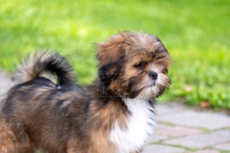 A fluffy tricolor puppy stands alert in a garden, exuding curiosity and vitality, ideal for themes of pet care and adoption, and love and care for animals. High quality photo