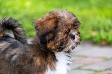 Un cachorro tricolor joven inquisitivo se detiene en la hierba exuberante, un animal de cartel perfecto para la adopción y la propiedad responsable de mascotas, y productos de mascotas de lujo. Foto de alta calidad