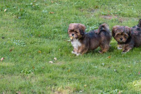 Two fluffy brown and grey puppies stand together on grass, a picture of friendship and togetherness, and adoption from shelters. High quality photo