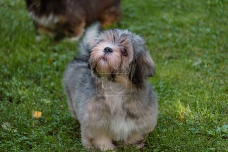 A fluffy grey puppy with soulful eyes looks up, ideal for themes of animal care, nurturing pet products, and promoting compassionate adoption and welfare. High quality photo