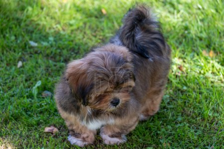 Fluffy grey and tan puppy lies on green grass, looking relaxed. Ideal for themes of animal care, companionship, and tranquility, as well as animals in shelters waiting for new home. High quality photo