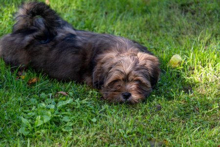 A brown fluffy sleepy dog lies on the grass, its gaze calm and contemplative. Ideal for themes of pet relaxation and outdoor tranquility, and sad pet adoption. High quality photo