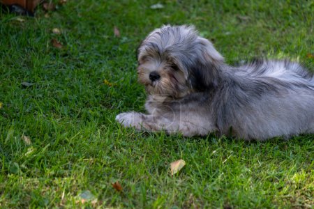 A fluffy gray and white puppy rests on green grass, exuding calm and cuteness, ideal for themes of animal care and adoption, and waiting for new home. High quality photo