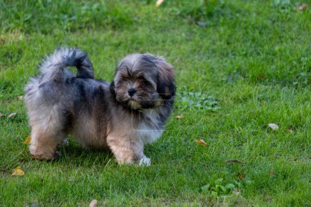 Un cachorro juguetón de color marrón y negro se encuentra sobre una hierba exuberante, sus ojos curiosos y su postura alegre sugieren una disposición para la aventura, perfecta para los conceptos de actividad de mascotas. Foto de alta calidad