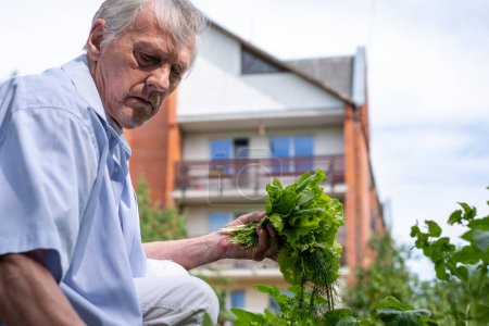 An elderly man, Contented retiree in a casual shirt crouched in his garden, picking fresh produce, greens, showcasing active aging, and self sustainability. High quality photo
