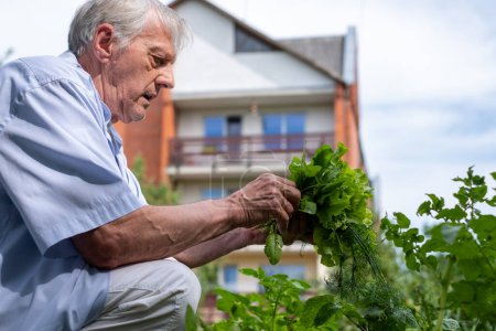 A focused older man engaged in urban farming, selecting herbs outside his home, symbolizing self sustainable living, and everyday living. High quality photo