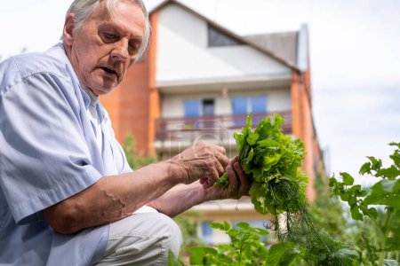 An elderly man tenderly handles fresh herbs in his garden, with a homey backdrop, epitomizing the joy of home gardening, at old age. High quality photo