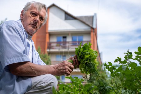 Serious Senior gentleman harvesting leafy greens in his backyard, exuding a sense of accomplishment and connection to nature. High quality photo