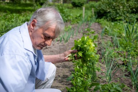 A man in his golden years meticulously cares for his garden greens, illustrating the peacefulness of domestic agriculture. High quality photo
