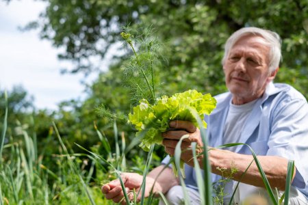 Photo for A content senior man in a sunlit garden, proudly holding a bunch of lettuce and dill, reflecting the joy of home harvest. High quality photo - Royalty Free Image